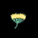 Agave Flower Agave Flower