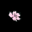 Cherry Blossom Cherry Blossom