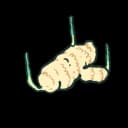 Ginger Root Ginger Root