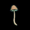 Shroom Shroom