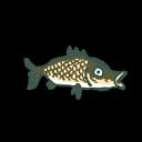 Carp Carp
