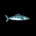 Mackerel Mackerel