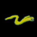 Moray Eel Moray Eel