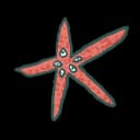 Starfish Starfish