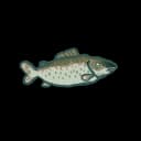 Trout Trout