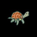 Sea Turtle Sea Turtle