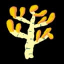 Birch Birch